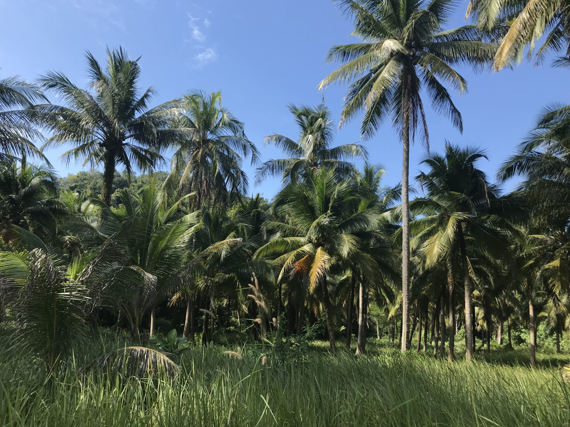 thailand coconut forest