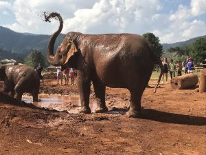 chiang mai elephant nature park