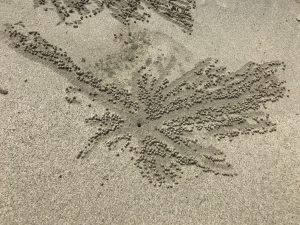 kraby na plazy