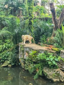 singapur zoo biały tygrys