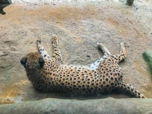 singapur zoo gepard