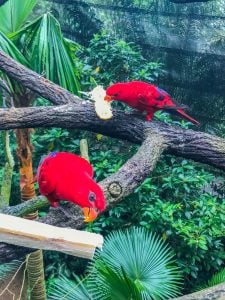 singapur zoo kolorowe papugi